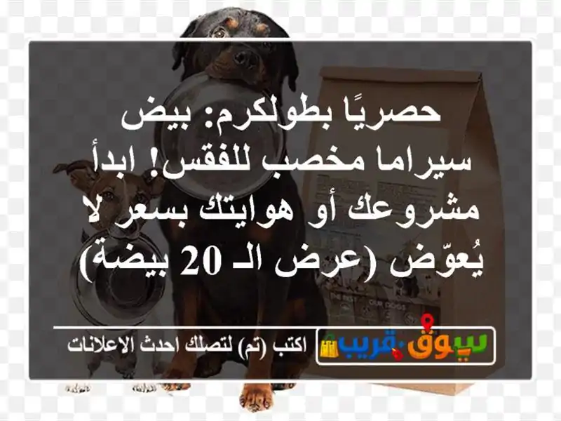 حصريًا بطولكرم: بيض سيراما مخصب للفقس! ابدأ مشروعك...