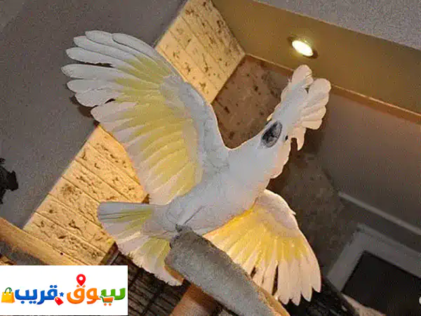 ببغاوات الكوكاتو المظلية للبيع: رفاق أذكياء ومرحون!