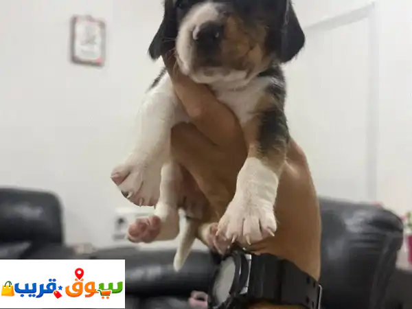 جرو بيجل للبيع: ذكور وإناث أصيلة – رفيقك المرح بانتظار!