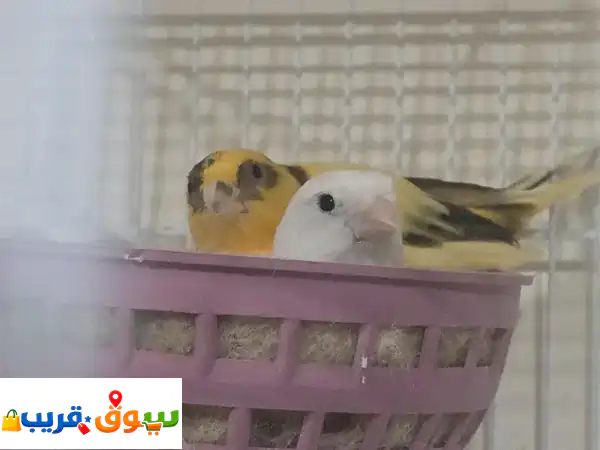 فرصة رائعة: زوج كناري مغرد وجميل للبيع! أضف...