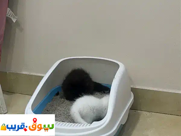 قطط شيرازي هملايا صغيرة للبيع: جمال، صحة، ودلال...