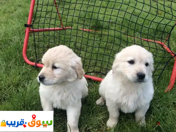 Golden Retrieveru002 Fu002 FWhatsapp Me +966(588993320)