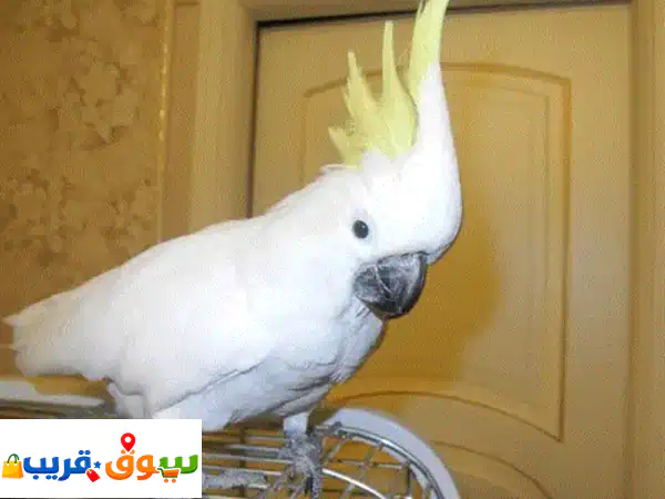 حصرياً: صغار ببغاوات الكوكاتو المظلية – ودودة،...