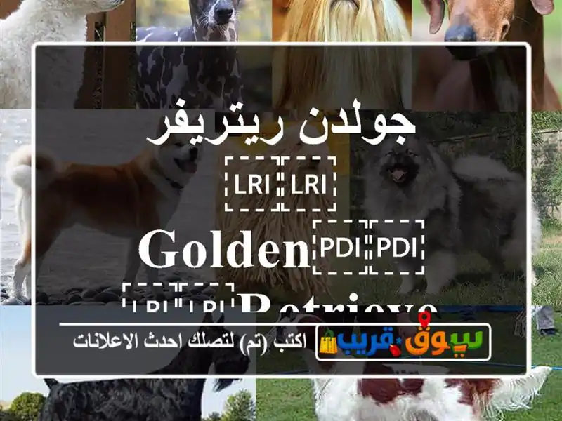 جولدن ريتريفر ⁦⁦Golden⁩⁩ ⁦⁦retriever⁩⁩
