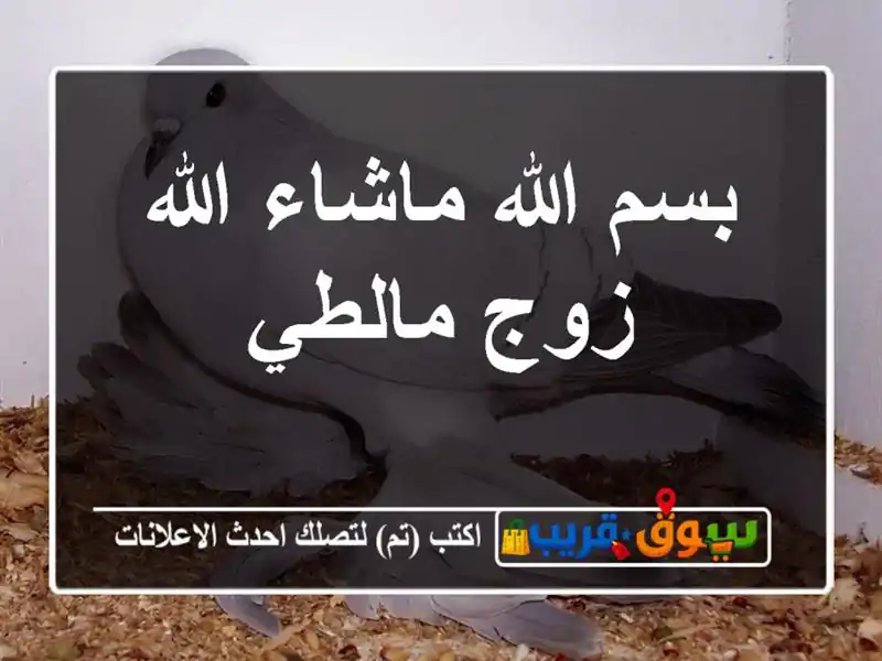 بسم الله ماشاء الله زوج مالطي