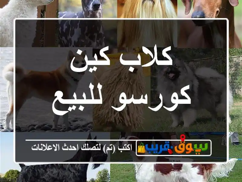 كلاب كين كورسو للبيع