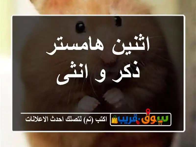 اثنين هامستر ذكر و انثى