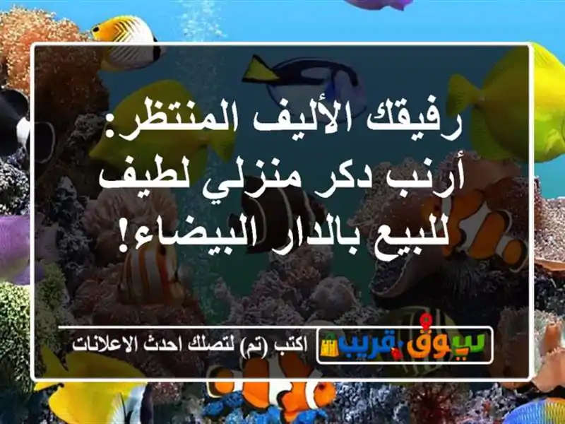 رفيقك الأليف المنتظر: أرنب دكر منزلي لطيف للبيع...