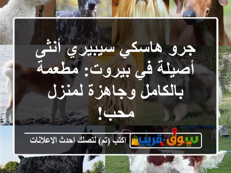 جرو هاسكي سيبيري أنثى أصيلة في بيروت: مطعمة...