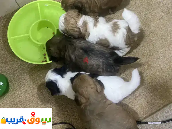 Lovely Shih Tzu puppies for sale