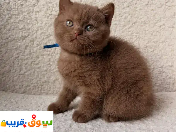 أجمل كيتن بريطاني قصير الشعر أصيل للبيع (ذكر وأنثى) |...