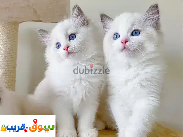 قطط راغدول للبيع | كيتن ودود، مطعم، وصحي 🐾...