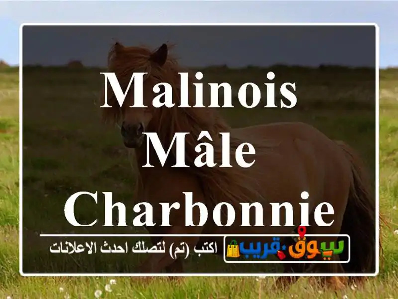 Malinois mâle Charbonnier