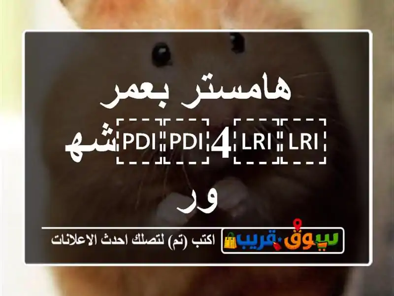 هامستر بعمر ⁦⁦4⁩⁩شهور