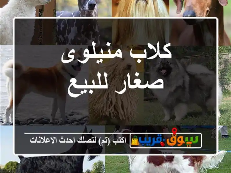 كلاب منيلوى صغار للبيع