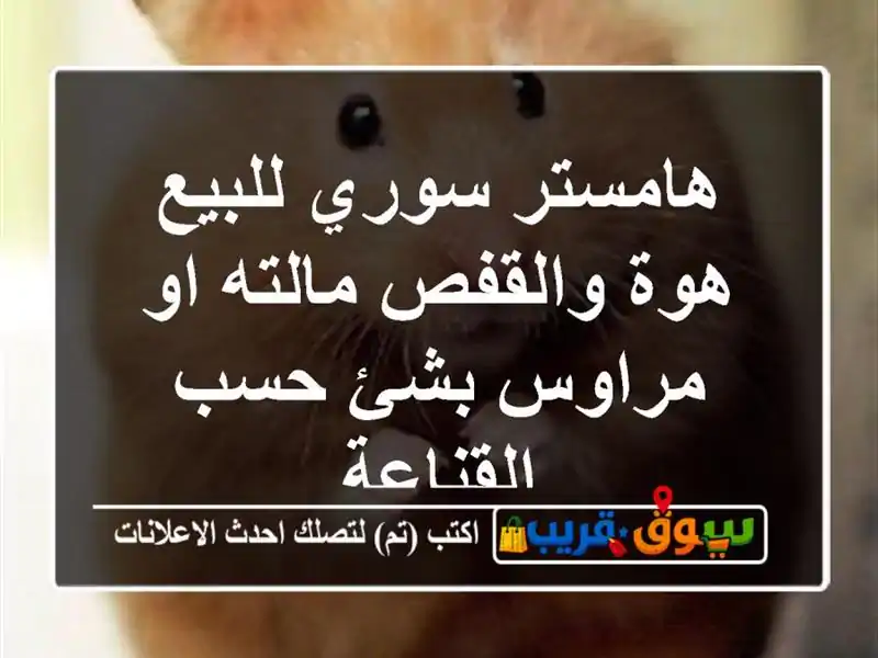 هامستر سوري للبيع هوة والقفص مالته او مراوس بشئ...