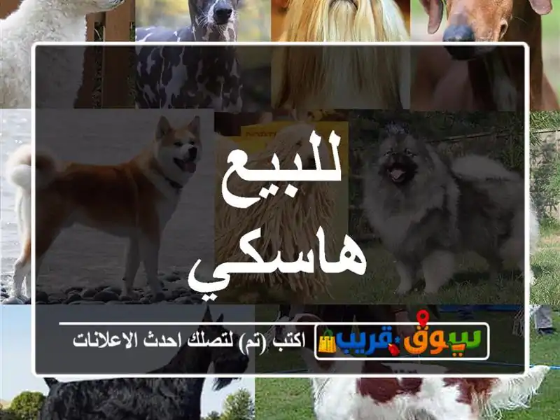 للبيع هاسكي