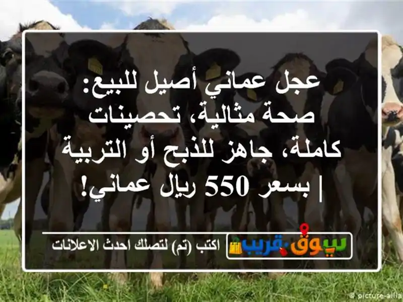 عجل عماني أصيل للبيع: صحة مثالية، تحصينات كاملة،...