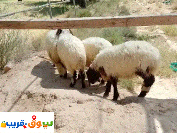 ذبايح نعيمي وحري طازجة بالرياض: اطلب الآن وتوصيل...