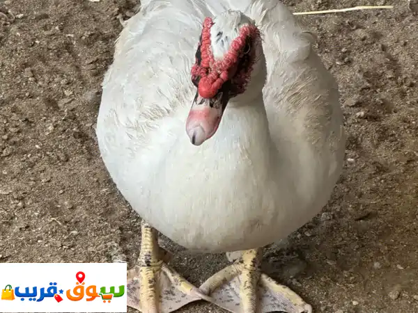 ذكر بط مصري أبيض نقي: منتج وحيوي! سلالة فاخرة لمزرعتك.