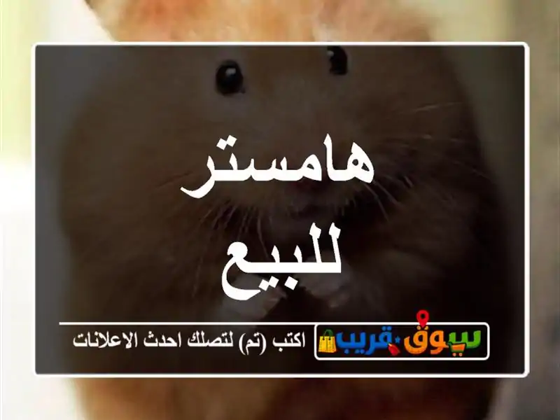 هامستر للبيع