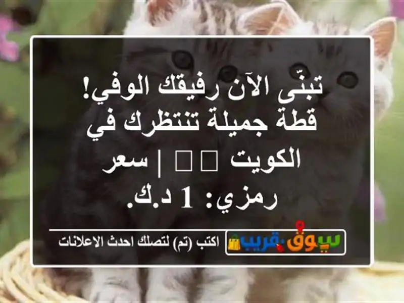تبنَّى الآن رفيقك الوفي! قطة جميلة تنتظرك في...