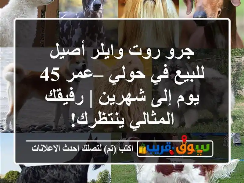 جرو روت وايلر أصيل للبيع في حولي – عمر 45 يوم إلى شهرين...