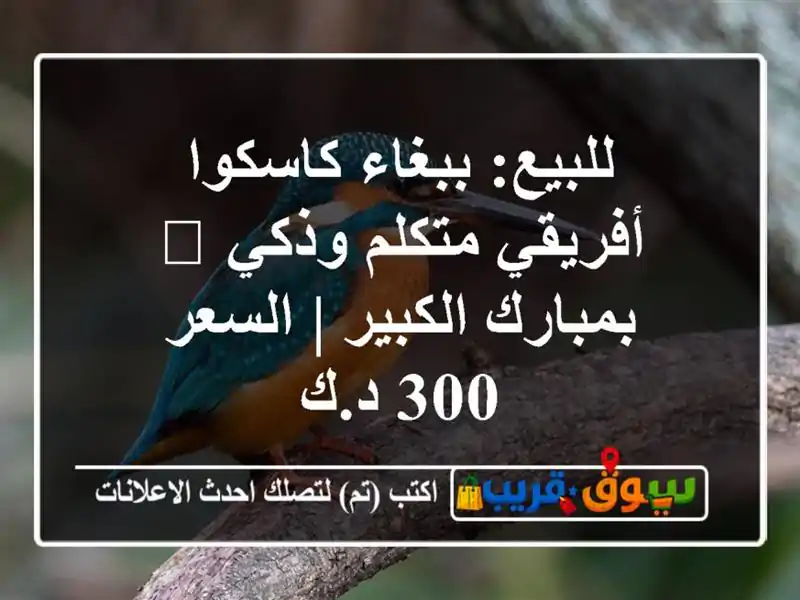 للبيع: ببغاء كاسكوا أفريقي متكلم وذكي 🦜 بمبارك...