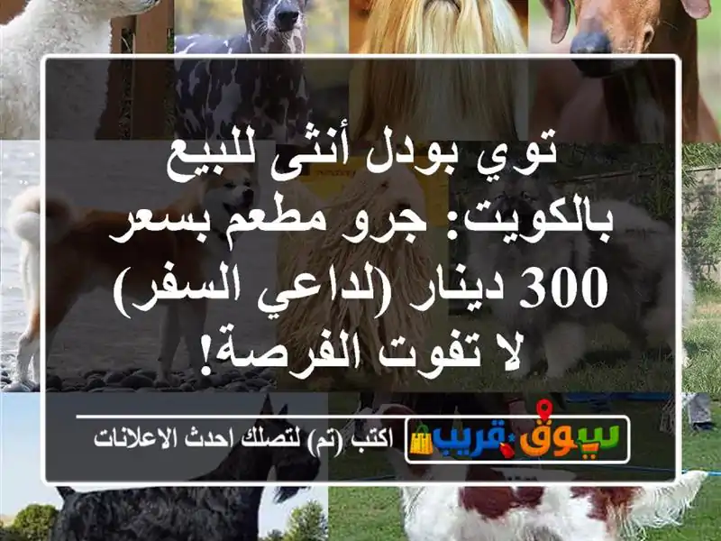 توي بودل أنثى للبيع بالكويت: جرو مطعم بسعر 300...