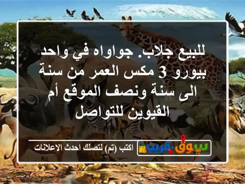 للبيع جلاب. جواواه في واحد بيورو 3 مكس العمر من سنة...