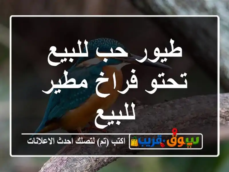 طيور حب للبيع تحتو فراخ مطير للبيع