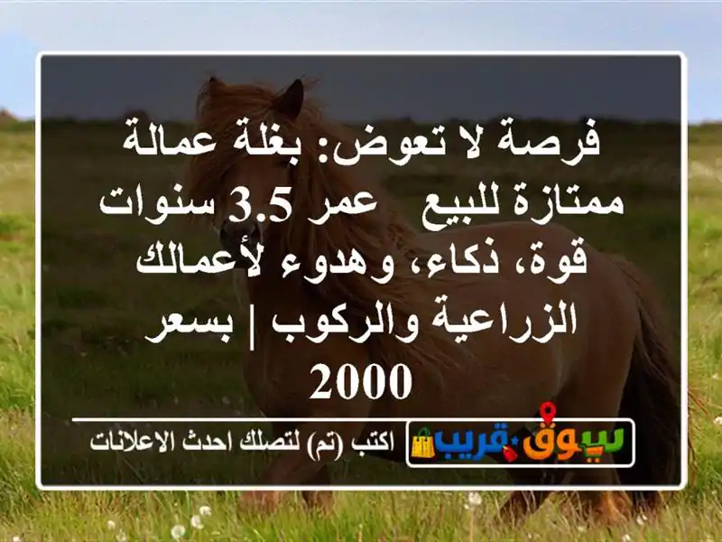 فرصة لا تعوض: بغلة عمالة ممتازة للبيع - عمر 3.5 سنوات...