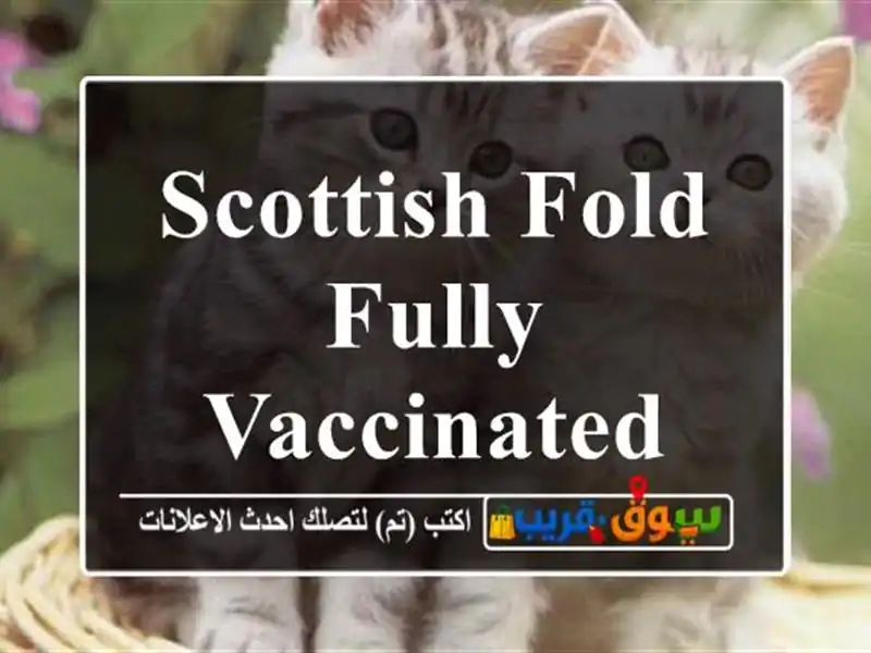 Scottish fold fully vaccinated