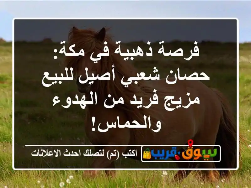 فرصة ذهبية في مكة: حصان شعبي أصيل للبيع - مزيج فريد...