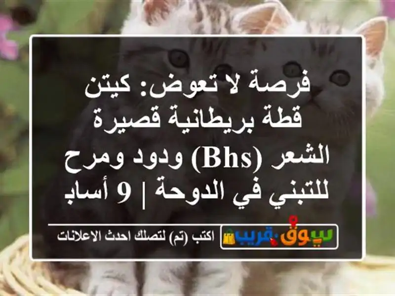 فرصة لا تعوض: كيتن قطة بريطانية قصيرة الشعر (BHS)...