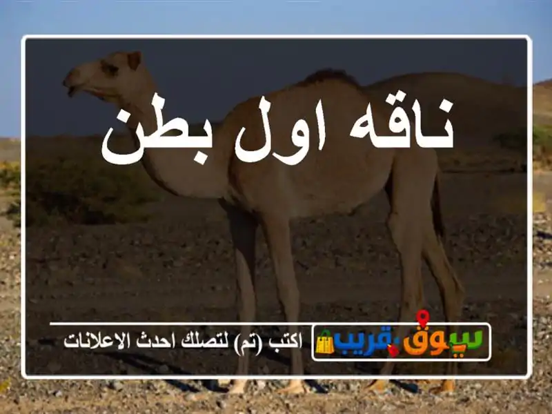 ناقه اول بطن