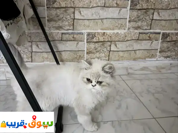 فرصة لا تعوض: قطة مكس أليفة وجميلة للبيع مع...