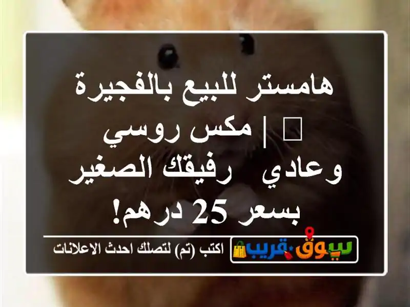 هامستر للبيع بالفجيرة 🐹 | مكس روسي وعادي -...