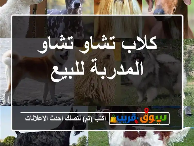 كلاب تشاو تشاو المدربة للبيع