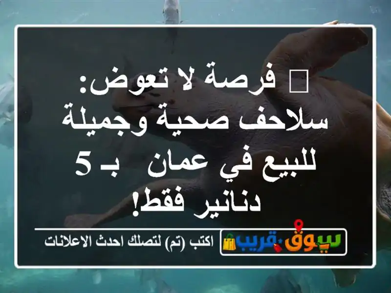 🐢 فرصة لا تعوض: سلاحف صحية وجميلة للبيع في عمان - بـ...