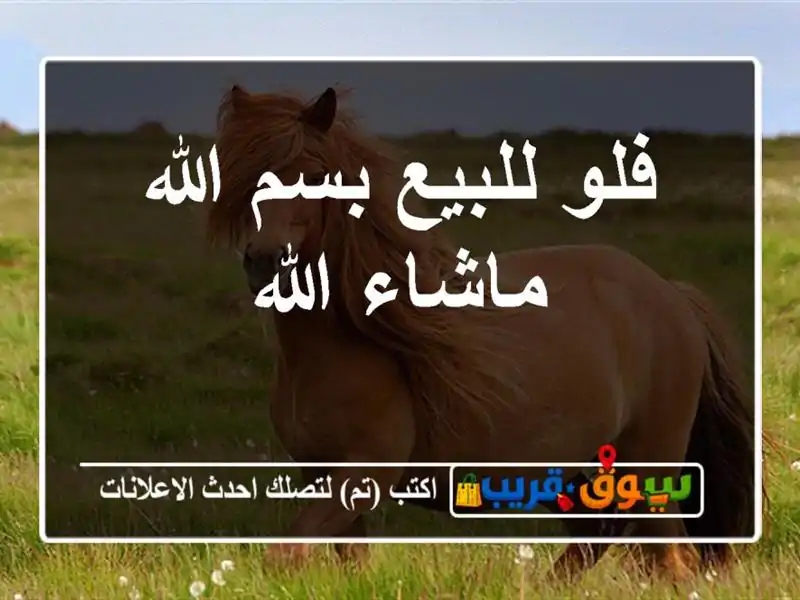 فلو للبيع بسم الله ماشاء الله