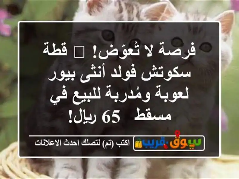 فرصة لا تُعوّض! 😻 قطة سكوتش فولد أنثى بيور...