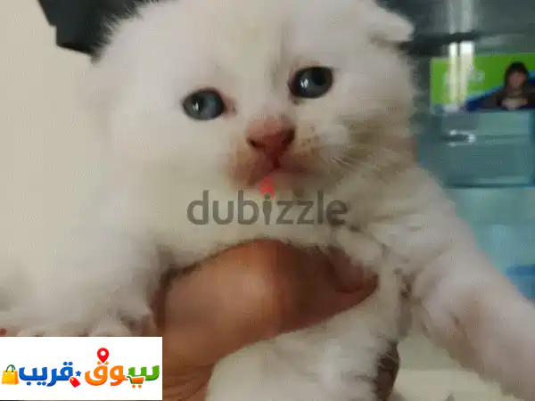 🌟 قط سكوتش فولد ذكر للبيع: دلل نفسك بجمال لا يقاوم! 🐱