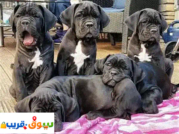 جرو كين كورسو أصيل للبيع | 12 أسبوع، مطعم وبأوراق كاملة
