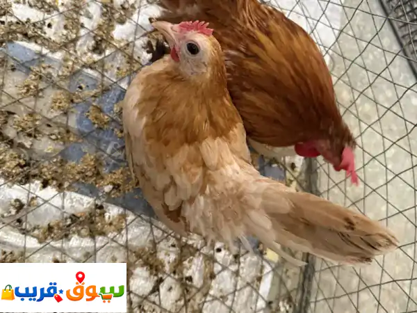 للبيع: زوج دجاج بانتام ياباني أصيل 5 أشهر - جمال...