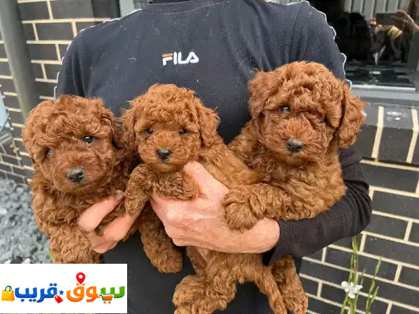 Whatsapp Me +966(583921348)u002 Fu002 FToy Poodle Puppies