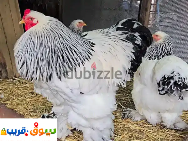 دجاج براهمي أصيل وبيض مخصب 100% - سلالات ممتازة...