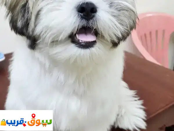 جرو شيتزو ذكر 5 أشهر للبيع: رفيقك الصغير المفعم...