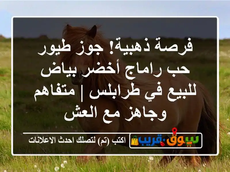 فرصة ذهبية! جوز طيور حب راماج أخضر بياض للبيع في...