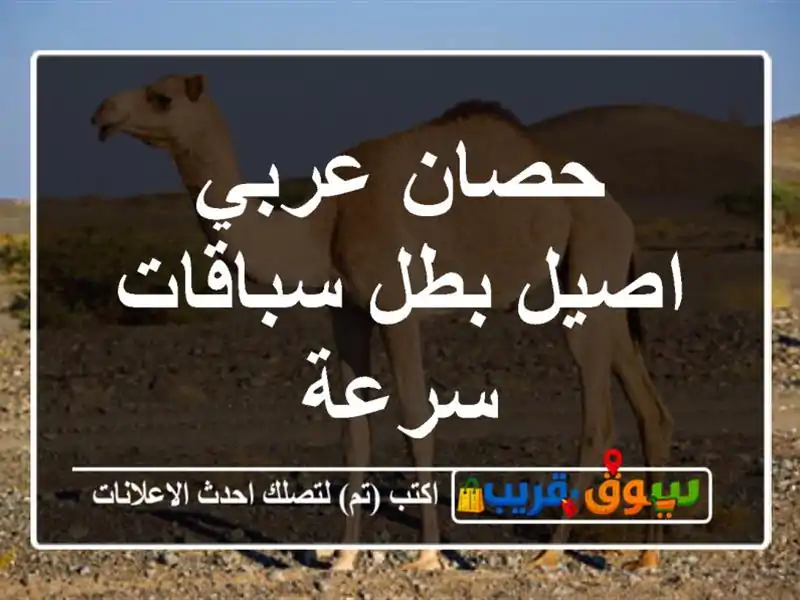 حصان عربي اصيل بطل سباقات سرعة
